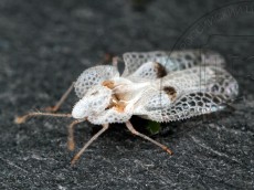 Corythucha ciliata_имаго_6